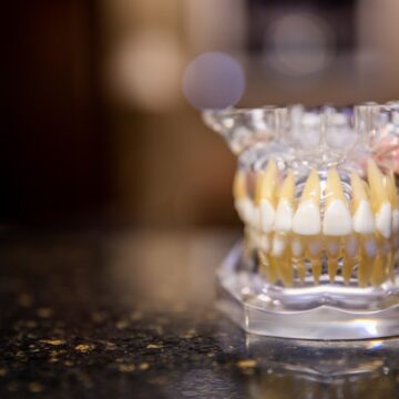 Full Dental teeth model