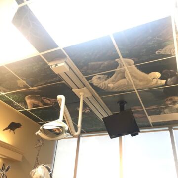 Animals Printed on the celling of the dentistry